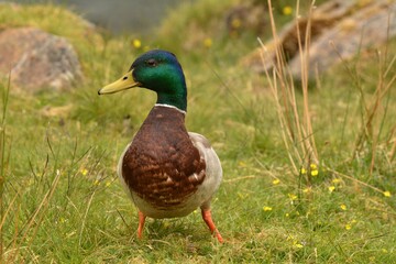 Fototapeta premium duck on the grass