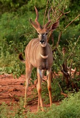 Greater kudu antelope in the wild © Monika