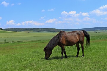 Grasendes Welshpony auf der Weide