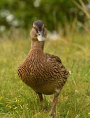 female mallard duck
