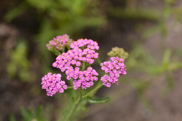 Summer Pastels Yarrow