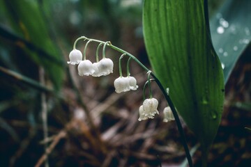 lily of the valley