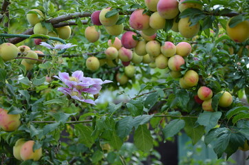 unripe plums on the tree.