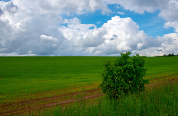 Fototapeta na wymiar Vast bright green fields under a sky with thick clouds.