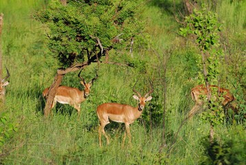 南アフリカ・サンシティー　サファリツアー