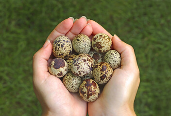 female hands filled with quail eggs