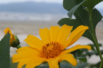 flor amarela, natureza, praia, amarelo, verde e azul, yellow flower, nature, beach, yellow, green and blue