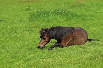 Welshpony wälzt sich auf der Wiese