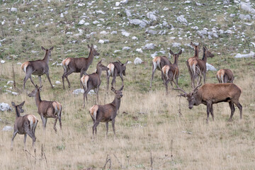 Naklejka na ściany i meble Herd of deer at grazing in autumn season (Cervus elaphus)