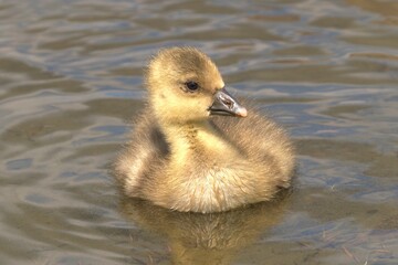 baby duck and ducklings