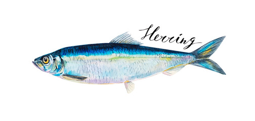 Herring