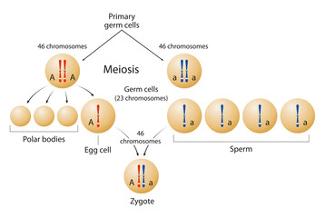 Meiosis and Formation of zygote.