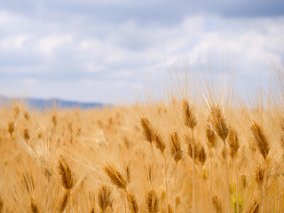 大麦畑と空と山