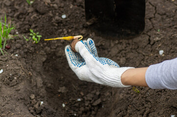 Walnut sprouted root and sprout through a crack. Planting a walnut tree in the garden. The gardener is planting seeds.