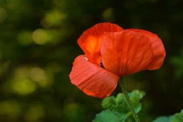 red poppy flower