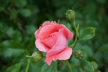 Różowa malinowa róża w rozwiniętym pąku - obrazy, fototapety, plakaty