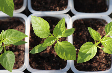 A close up of young plantlets of sweet pepper (Capsicum annuum subsp. grossum) in a little plastic pots in a garden. Bell pepper seedlings, selective focus, top view