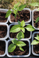 A close up of bell pepper seedlings (Capsicum annuum subsp. grossum) in a small rectangular pots, selective focus, top view