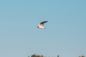 Seagull flying in the sky
