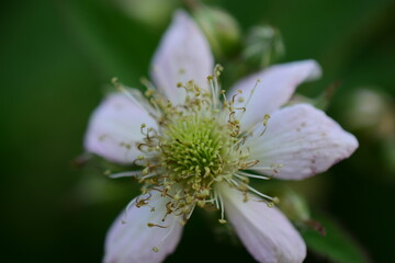 bee on flower