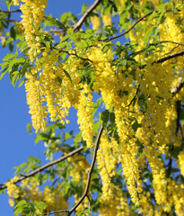 poisonous yellow laburnum flowers blossomed in summer