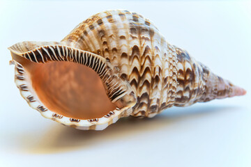 Macro Image of Triton's Trumpet Seashell 