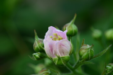 pink lotus flower