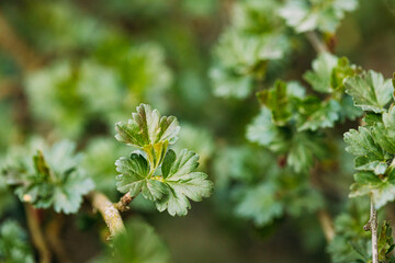 Fototapeta na wymiar Young Spring Green Leaf Leaves Of Gooseberry, Ribes Uva-crispa Growing In Branch Of Forest Bush Plant Tree. Young Leaf On Boke Bokeh Natural Blur. Ribes Grossularia