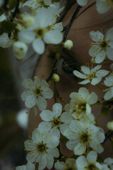 female eye and white cherry flowers in focus