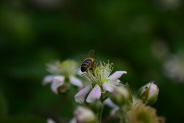 bee on a flower