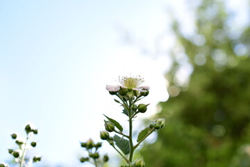 white flowers on blue background