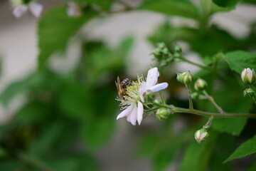 Fototapeta na wymiar bee on a flower