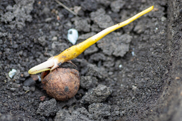 Broken walnut shell in hand, new idea concept