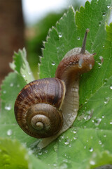 Weinbergschnecke (Helix pomatia)