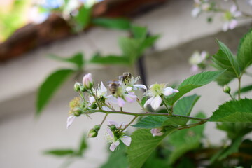 cherry tree blossom