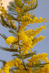 Fototapeta na wymiar twig of yellow Mimosa flowers with the blue sky background symbo
