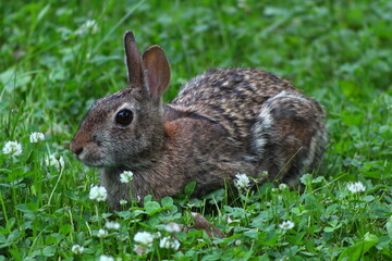 Cottontail Rabbit eating grass and white clover on a spring day in Wisconsin
