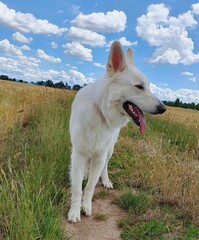 Obraz premium White german shepherd dog berger blanc suisse in summer landscape with blue sky and clouds