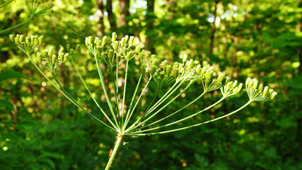 plant in the summer forest