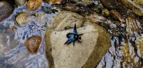a lot of ants on a rock