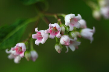 Beautiful white and pink wildflower blooming in June, Dunn County Wisconsin
