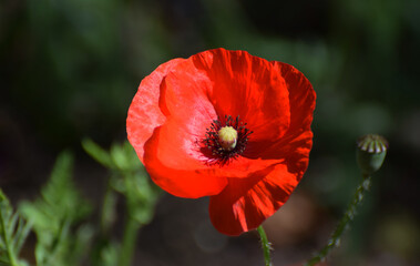 Red Common Field Poppy flower close up 