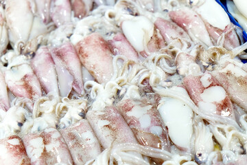Fresh Squid in The Local Market