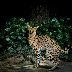 Lynx in green forest with the tree trunk. Wildlife scene from nature.