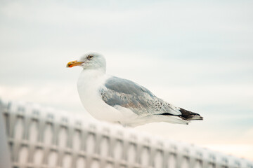 Strand mit Strandkörben und Möven
