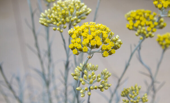 Helichrysum italicum (Curry plant, Currykraut, Italian strawflower, Italienische Strohblume)