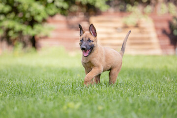 Belgian Shepherd (Malinois) puppy playing