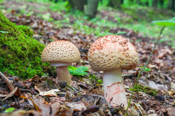 Two young mushrooms grow in the forest. Edible Blusher fungi Amanita rubescens