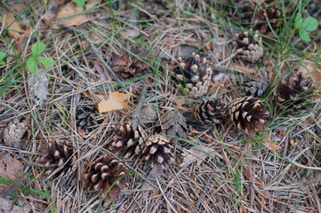  Cones lie on the ground in the forest