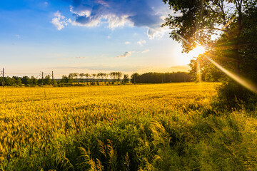 Fototapeta na wymiar Sunset over field with clouds and rays of the sun